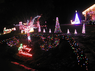 Road Hedge & Lighted Trees